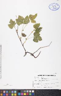 Rubus pubescens image