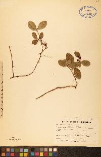 Gaultheria procumbens image