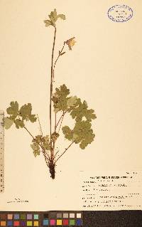 Aquilegia brevistyla image