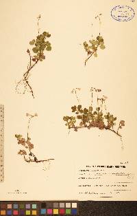 Linnaea borealis subsp. americana image