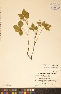 Rubus acaulis image