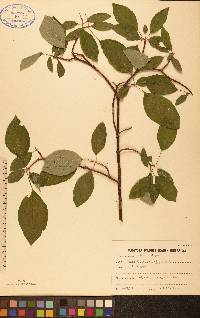 Cornus sericea subsp. sericea image