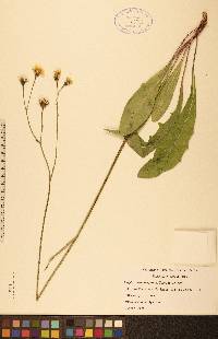 Crepis runcinata image