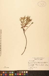 Andromeda polifolia image