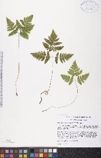 Gymnocarpium dryopteris image