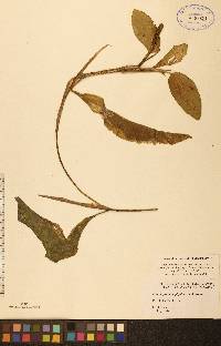 Potamogeton amplifolius image