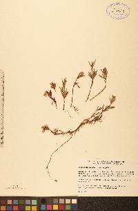 Andromeda polifolia image