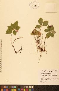 Cornus canadensis image