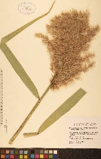 Phragmites australis image