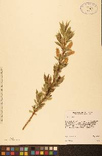 Salix lucida image