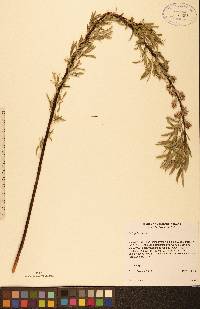 Salix petiolaris image