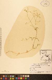 Stellaria calycantha image