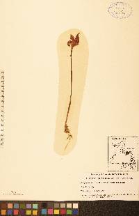 Calopogon tuberosus image