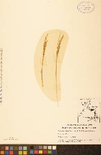 Sporobolus alterniflorus image