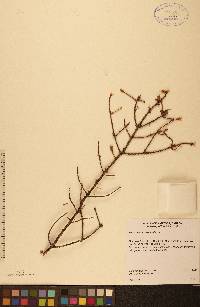 Picea glauca image