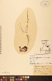 Triglochin palustris image