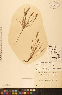 Plantago maritima image