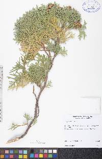 Thuja occidentalis image