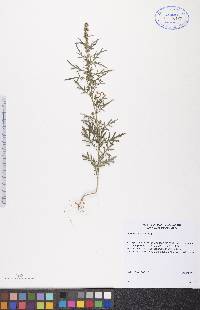 Artemisia biennis image