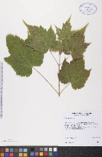 Acer spicatum image