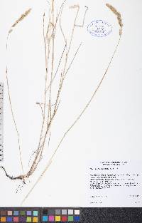 Muhlenbergia glomerata image