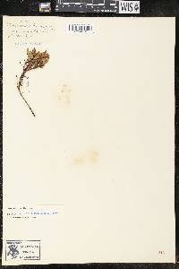 Vaccinium boreale image