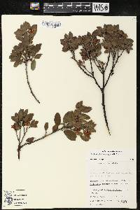 Arctostaphylos pungens image