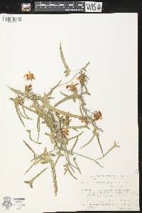 Araujia angustifolia image