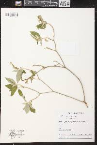 Mallotus rhamnifolius image