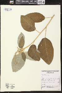 Mallotus rhamnifolius image