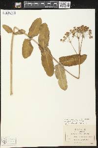 Asclepias amplexicaulis image