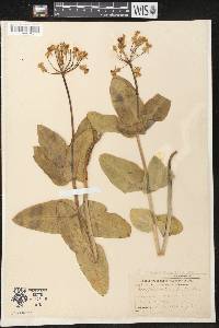 Asclepias amplexicaulis image