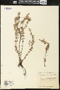 Vaccinium macrocarpon image