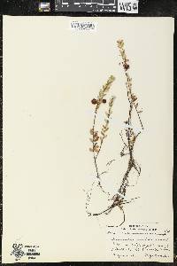 Vaccinium macrocarpon image