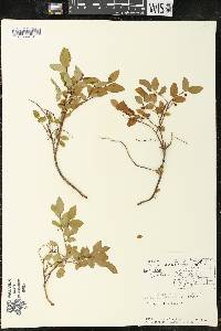 Vaccinium myrtillus image