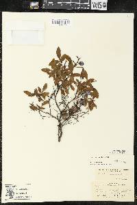 Vaccinium myrtilloides image