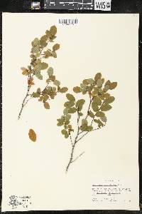 Vaccinium ovalifolium image