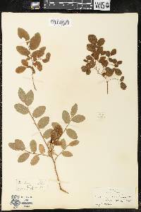 Vaccinium ovalifolium image