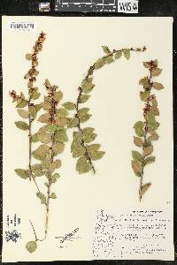 Vaccinium ovatum image