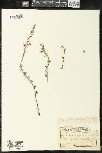 Vaccinium oxycoccos image