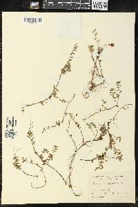 Vaccinium oxycoccos image