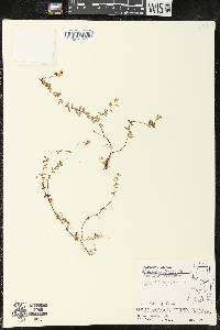 Vaccinium oxycoccos image