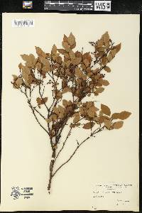 Vaccinium vacillans image