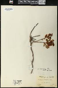 Vaccinium vacillans image