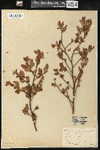 Vaccinium vacillans image