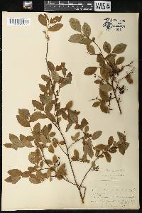 Vaccinium vacillans image