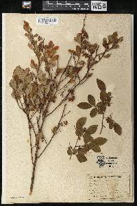 Vaccinium vacillans image