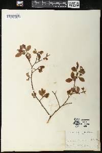 Vaccinium vacillans image