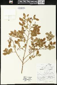 Vaccinium vacillans image