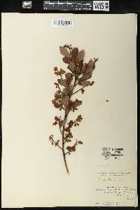 Vaccinium vacillans image